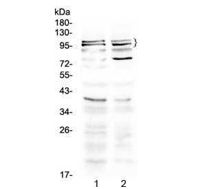 TRPC3 Antibody
