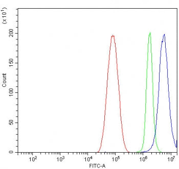 CNN3 Antibody / Calponin 3