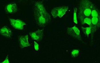 HMGB3 Antibody / HMG4