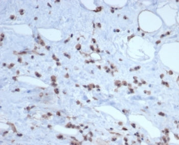 MDM2 Antibody
