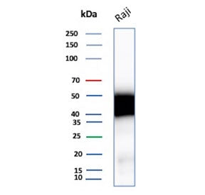Western blot testing of human Raji cell lysate with CD48 antibody. Expected molecular weight: 28-50