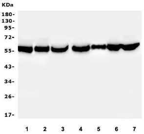 PTBP2 Antibody
