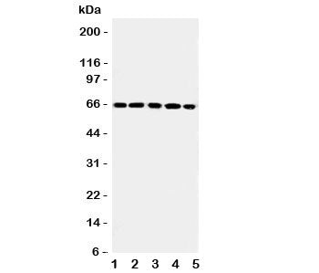 RGS14 Antibody