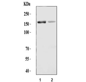 ADAMTS13 Antibody