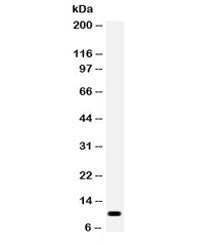 CCL4 Antibody / MIP-1 beta