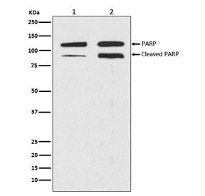 PARP1 Antibody