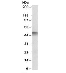 ATG4C Antibody
