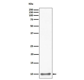 UFM1 Antibody / Ubiquitin-fold modifier 1