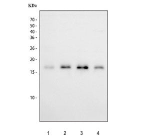Western blot testing of human 1) PC-3, 2) U-2 OS, 3) 293T and 4) A549 cell lysate with Survivin anti