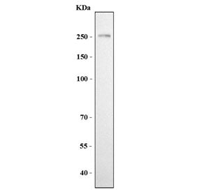 Western blot testing of human HeLa cell lysate with NCAM-L1 antibody. Expected molecular weight of g