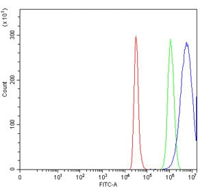 AREG Antibody / Amphiregulin
