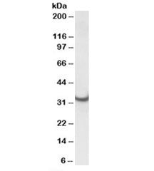 ATP5C1 Antibody