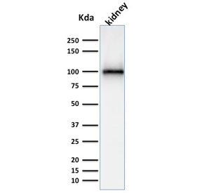 CD10 Antibody / Neprilysin