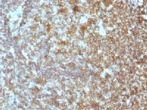 IHC test of FFPE human tonsil probed with CD45RA antibody (clone SPM504).