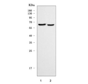 Western blot testing of 1) rat brain and 2) mouse brain tissue lysate with SHC-transforming protein