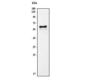 Fetuin A Antibody
