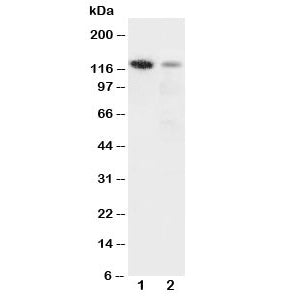 Integrin alpha 3 Antibody