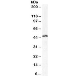 Western blot testing of human Daudi cell lysate with LEF1 antibody at 1ug/ml. Predicted molecular we