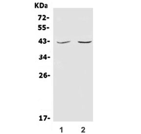 CD48 Antibody (Pan Leukocyte Marker)