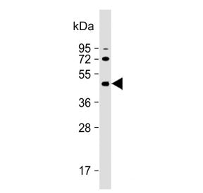 ALKBH5 Antibody