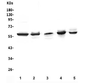 Western blot testing of 1) human Jurkat, 2) rat thymus, 3) rat spleen, 4) mouse thymus and 5) mouse