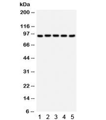 Western blot testing of 1) rat intestine, 2) mouse kidney, 3) human RH35, 4) HepG2 and 5) MCF7 lysat