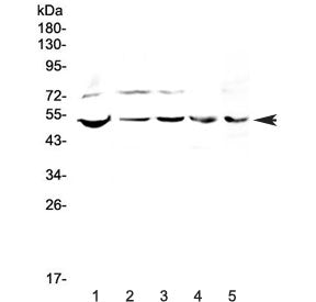 ESRRG Antibody