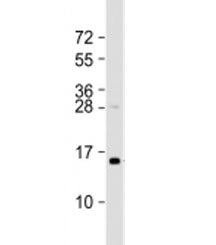 TAX1BP3 Antibody / TIP-1