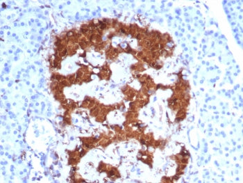 PGP9.5 / UchL1 Antibody