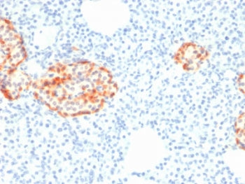 Chromogranin A Antibody