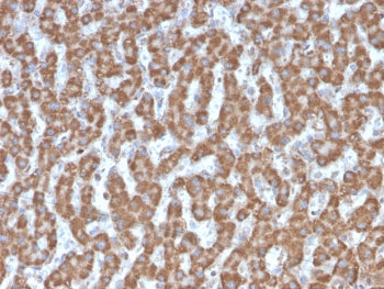 Prohibitin Antibody / PHB