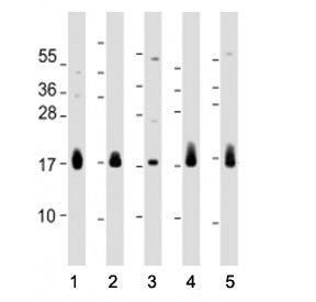 CD59 Antibody (Center Region)