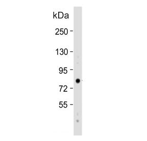 EIF4B Antibody
