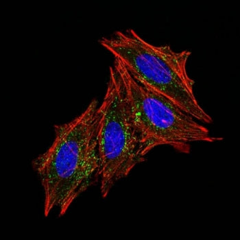 CD63 Antibody / LAMP-3