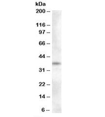 Proenkephalin Antibody