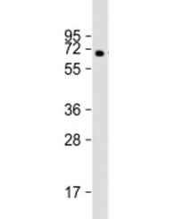 MGAT4B Antibody