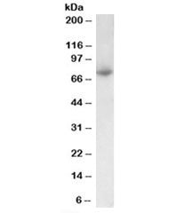 PRMT7 Antibody