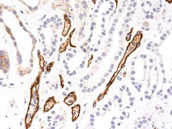 C4d / Complement 4d Antibody