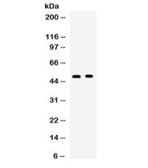 OX40 Antibody / CD134