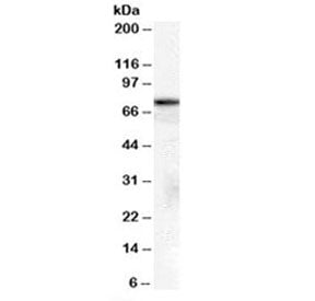 HSPA8 Antibody
