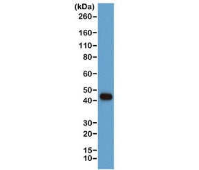 Beta Actin Antibody