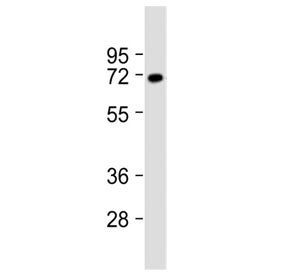 VGLUT2 Antibody / SLC17A6 (Center Region)
