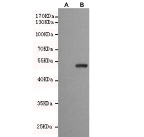 PPAR gamma Antibody / PPARG