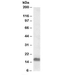 EDF1 Antibody