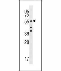 Cdc25A Antibody