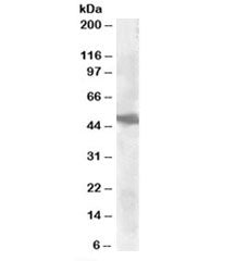 GOT2 Antibody