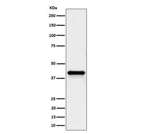 Western blot testing of human HepG2 cell lysate with WNT16 antibody. Predicted molecular weight ~41