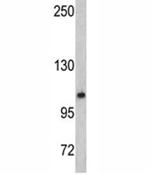 OGT Antibody