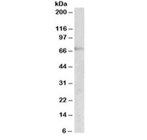 Western blot testing of Jurkat lysate with DBH antibody at 2ug/ml. Predicted molecular weight ~69 kD