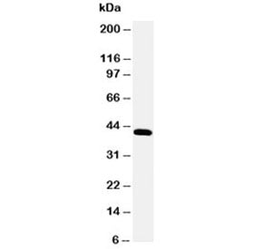 Podocin Antibody
